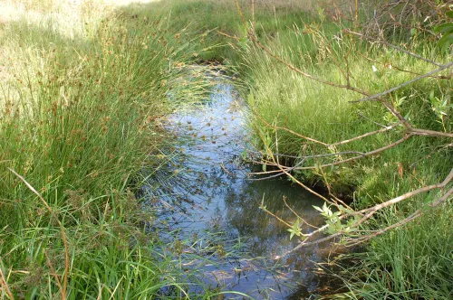 Stream closeup