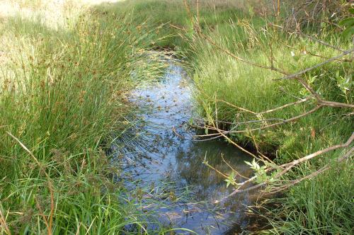 Stream closeup