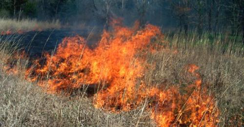 Prescribed burn in tallgrass prarie