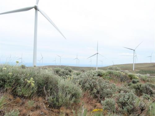 wind turbine on rangeland