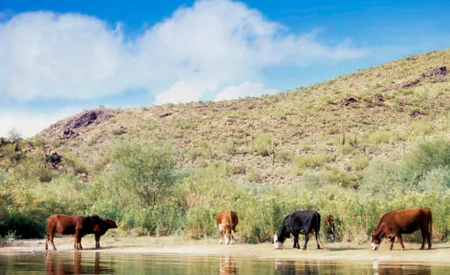 cows drinking water from stream