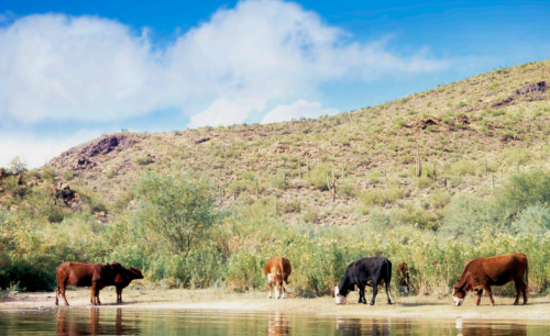 cows drinking water from stream