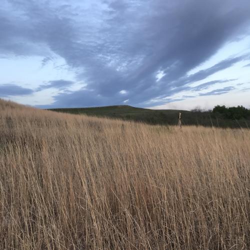 Tall grass at Konza 