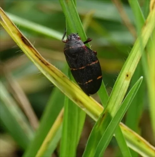Adult Twolined Spittlebug on Kikuyu Grass. Pc: Shannon Wilson