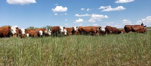 cows on rangelands