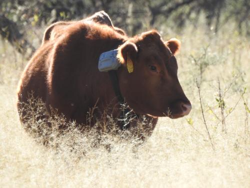 Soil Health & Virtual Fencing