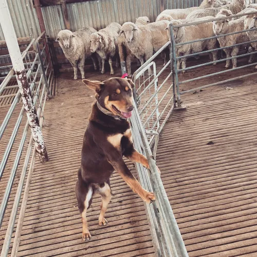 Sheep dog joins the shearing process