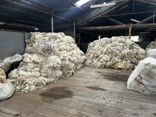 Shorn wool