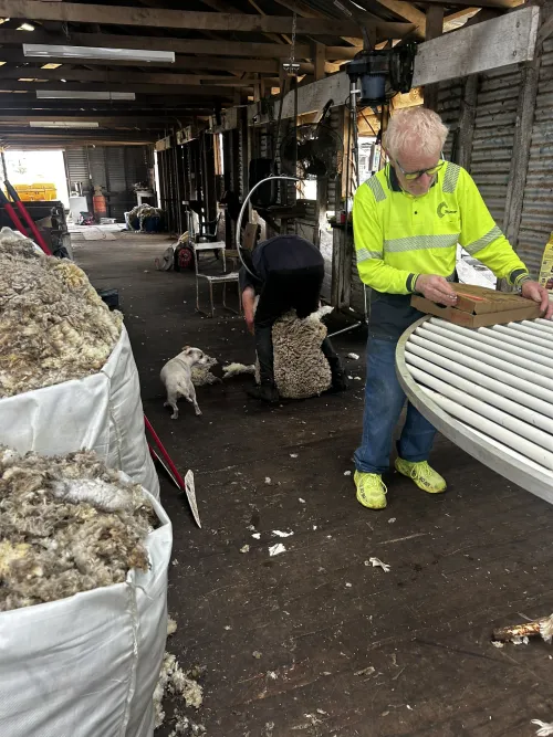 Wool sorting process