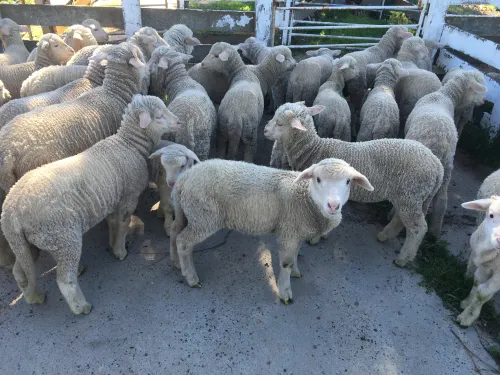Sheep and lambs getting sorted