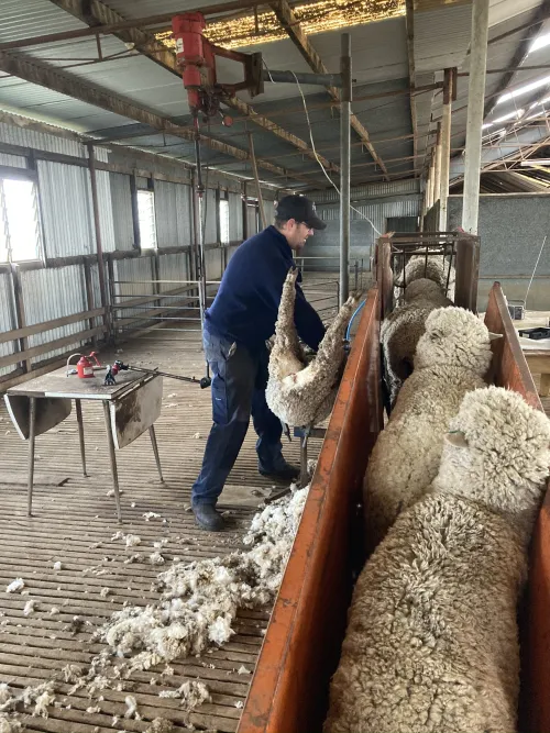 Sheep waiting in line for a hair cut