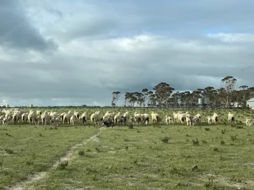 Herding sheep