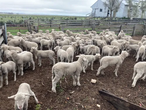 Lambs hanging out at daycare