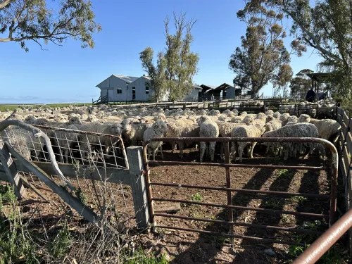 Sheep