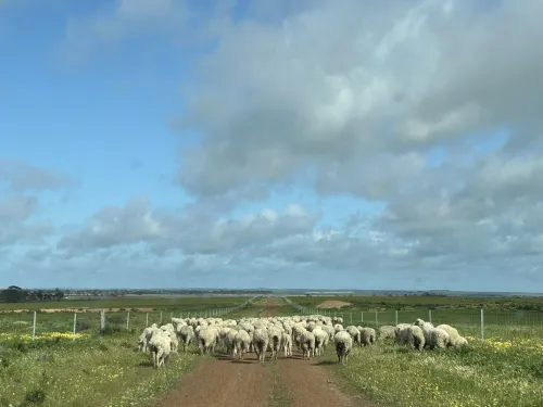 Sheep going for a walk