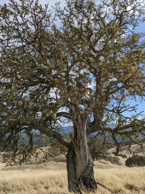 Oak Santa Lucia Conservancy CA_Lauren Svejcat