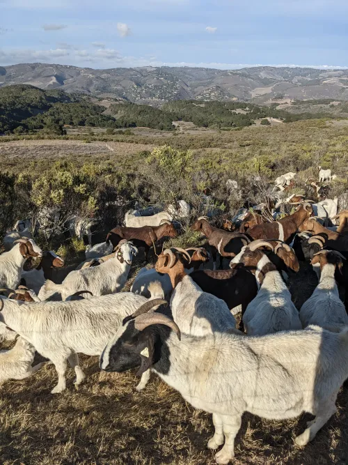Goats in SLC CA_Lauren Svejcar