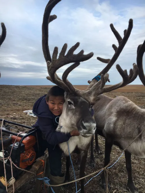 Reindeer Herder