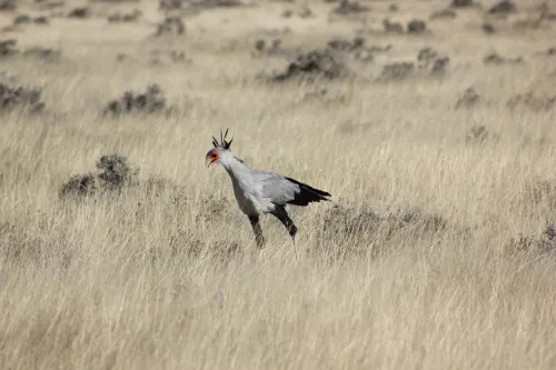 Secretarybird