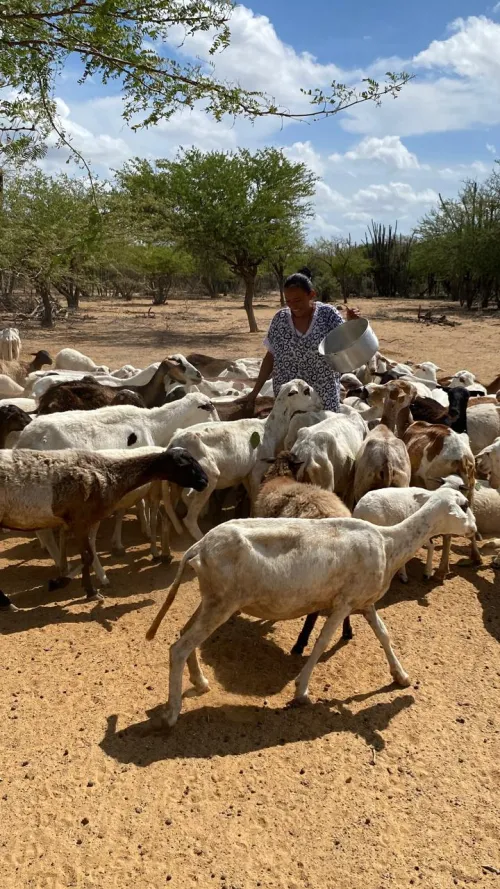 Colombia pastoralism2