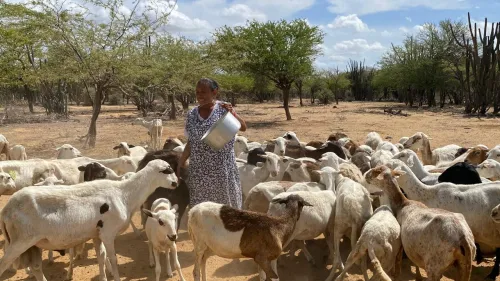 Colombia pastoralism3