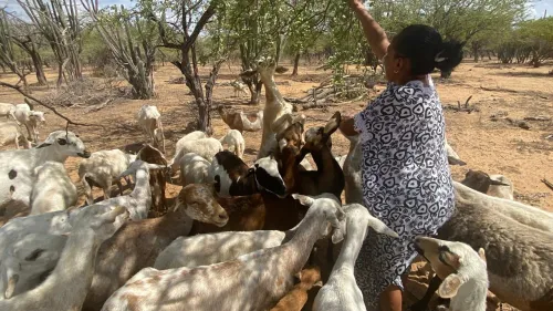 Colombia pastoralism4