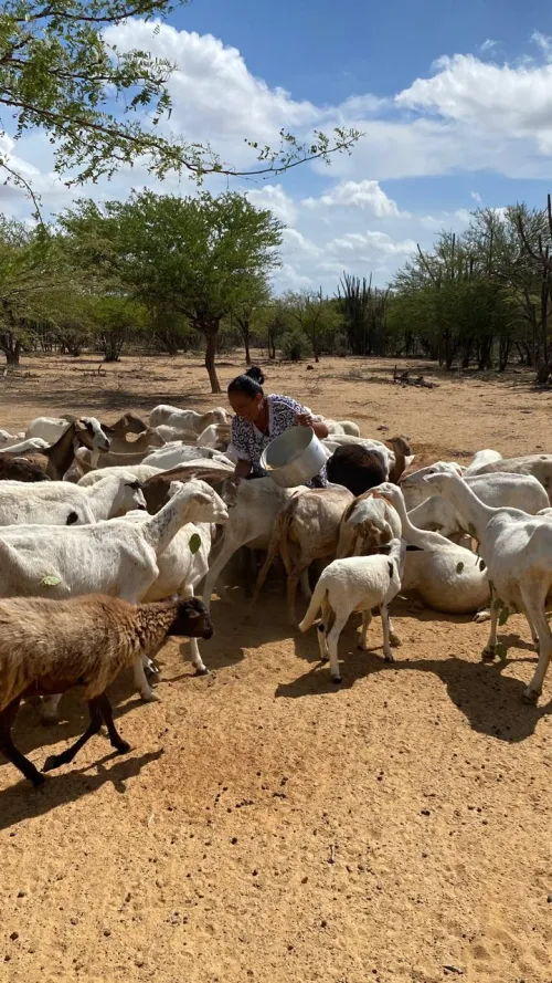 Colombia pastoralism1