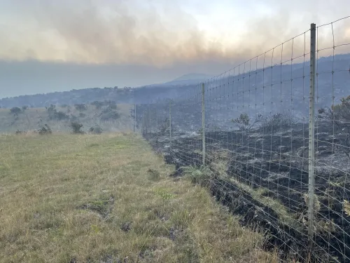 Fire break due to grazing