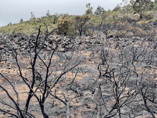 Fire break due to grazing