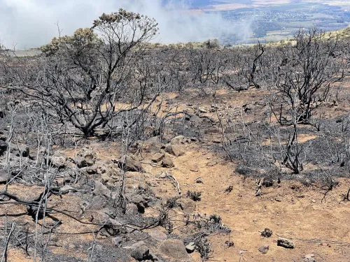 Fire break due to grazing