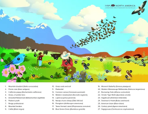 Interpretive illustration of 27 grassland flora and fauna species