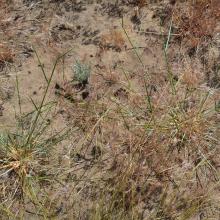 Grass plants establishing after fire