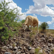Cow grazing on rocky hill