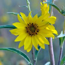 Helianthus maximiliani