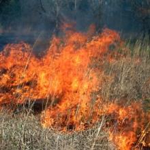 Prescribed burn in tallgrass prarie