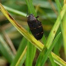 Adult Twolined Spittlebug on Kikuyu Grass. Pc: Shannon Wilson