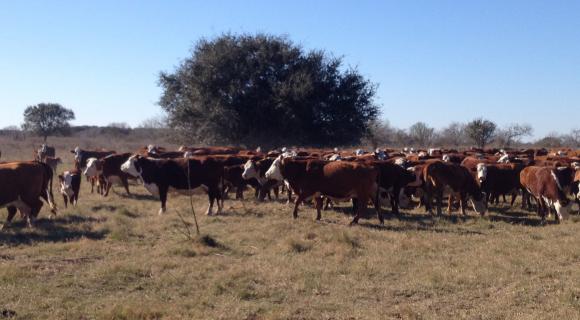 Public lands cattle
