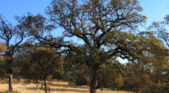 blue oak tree