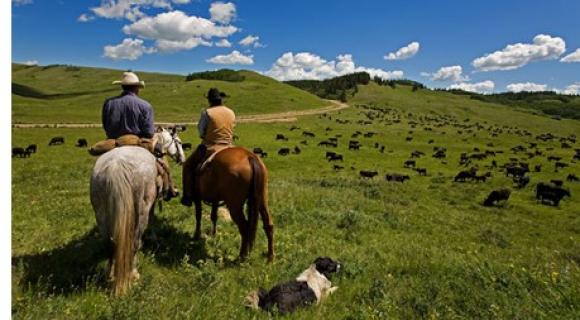 Two people on horseback looking at rangeland