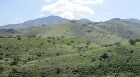 Shrub encroachment on rolling grasslands. Photo credit Austin Rutherford