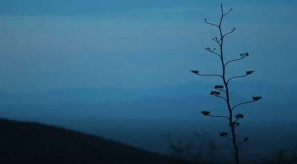 Misty blue landscape shot with agave stalk. 