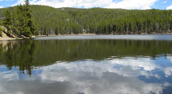 Wetlands