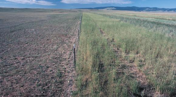 image of grazed rangeland