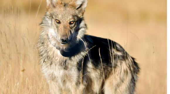 Mexican Gray wolf starting at camera