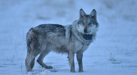 Mexican Gray wolf in snow