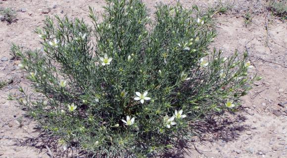 AfricanRue