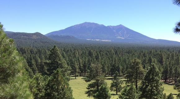 San Francisco Peak in background - Coconino National Forest, AZ