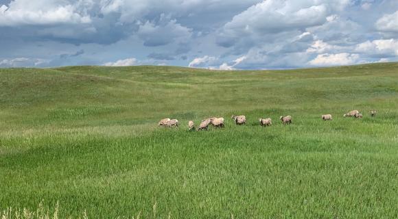 Big horn sheep in parairie grass