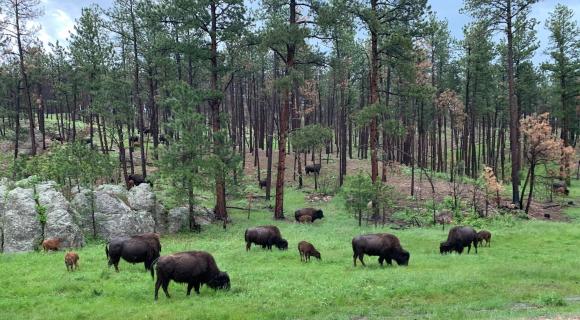 Buffalo in grass and trees