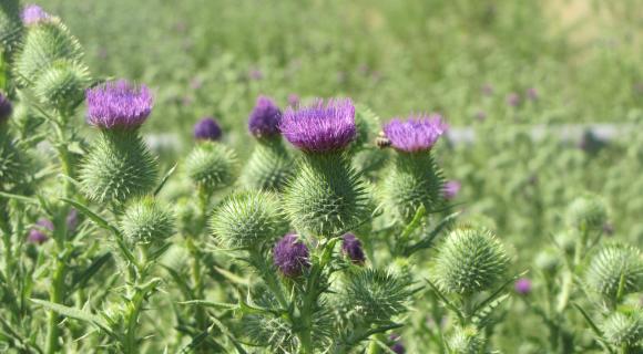 Bull thistle